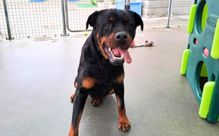 Cersi (ADOPTED) tile image