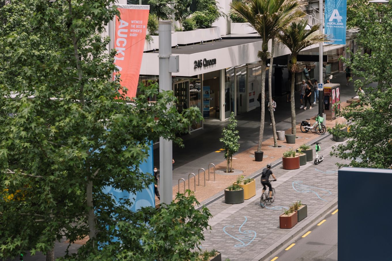 Trees on Queen St in central Auckland.