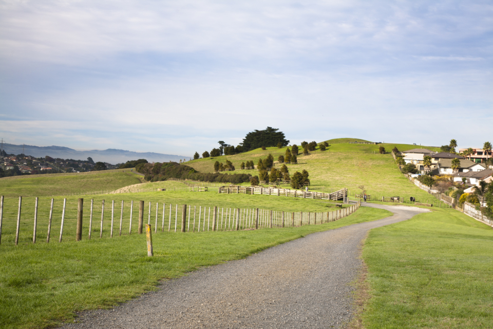 Farming and stock on Auckland Council land OurAuckland