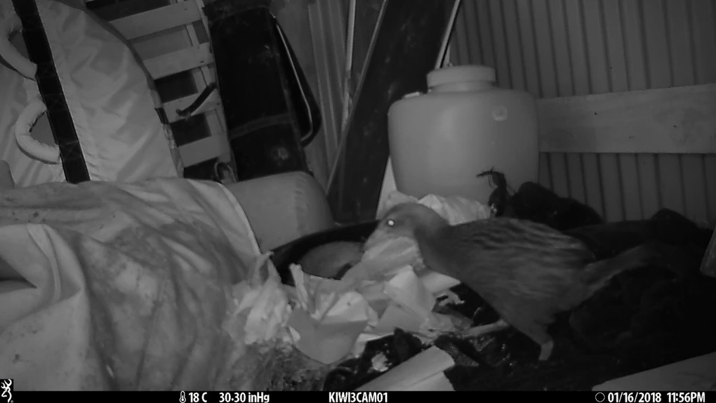 A bird visiting a kiwi nest
