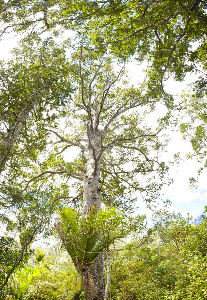 Nuts for peanut butter