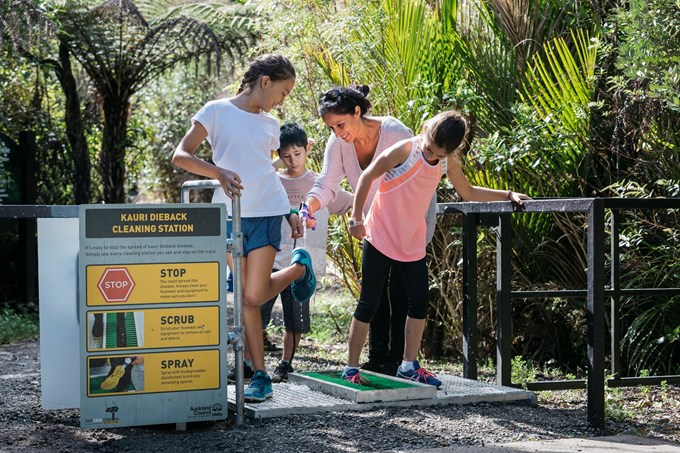 Kauri ambassadors out in parks for summer (1)