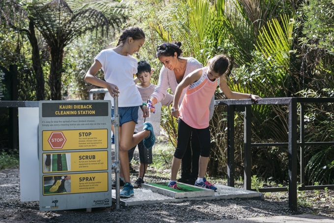 Kauri ambassadors out in parks for summer (1)
