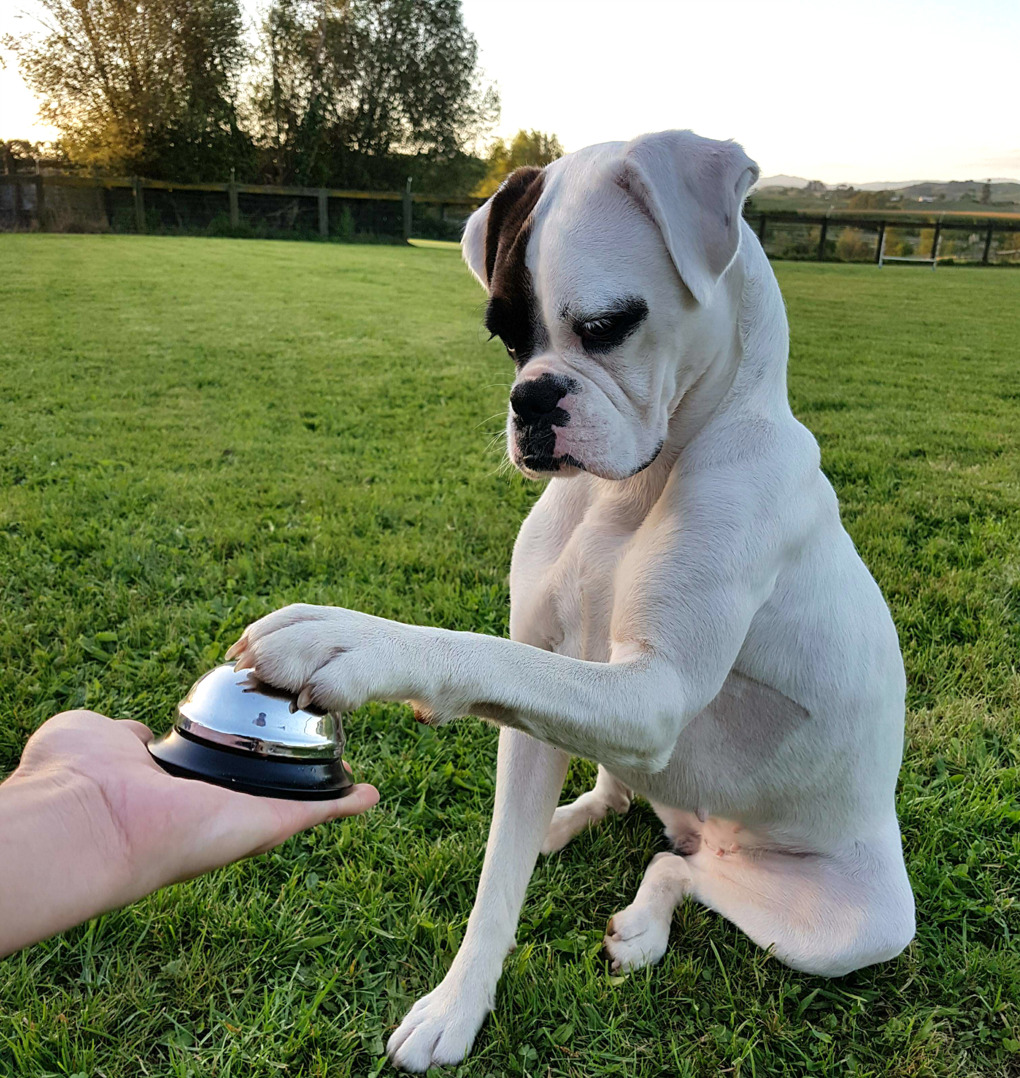 Dog with bell