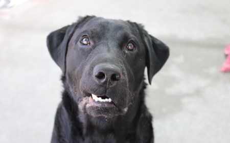 Batman (ON HOLD) tile image