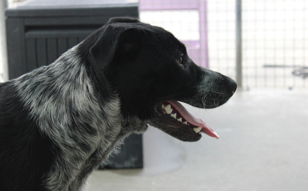 Platypus (ON HOLD) tile image