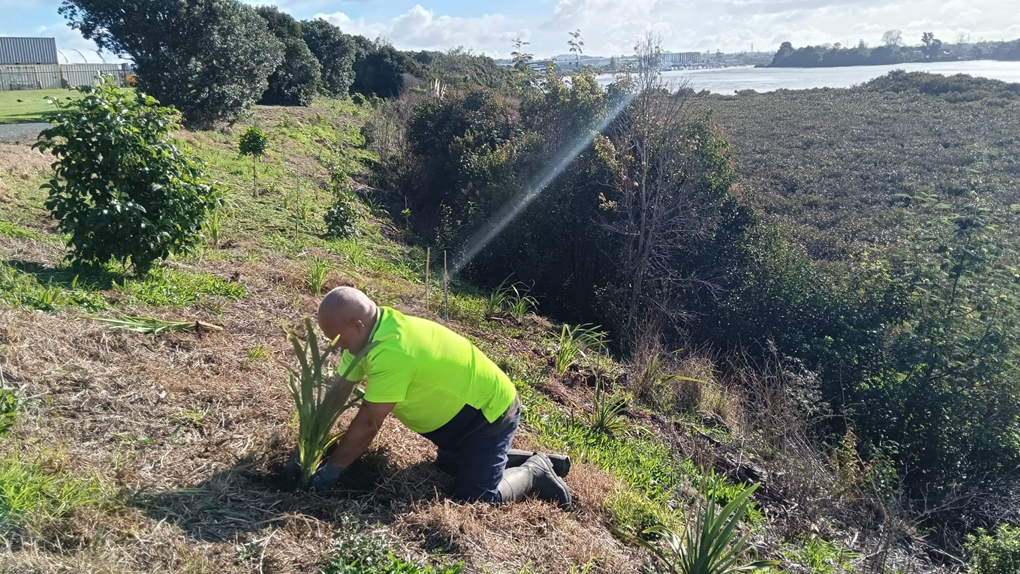 A Worker Planting Native Plants In The Bush