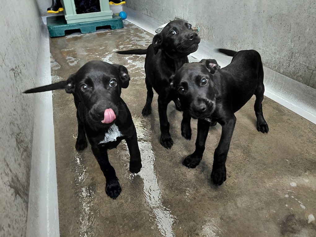 Puppies