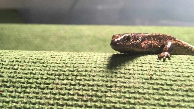 Captive population of rare skink established