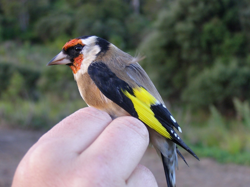Backyard birds - Goldfinch