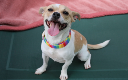 Takapō (ON HOLD) tile image