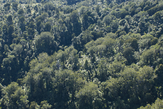 Kauri Forest