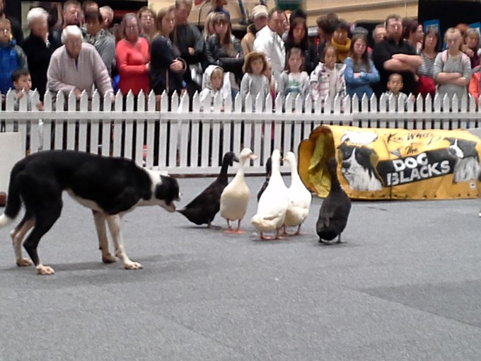 Auckland Pet & Animal Expo (2)