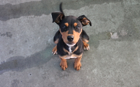 Aries (ON HOLD) tile image