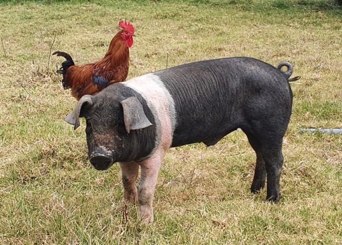 Chick-chasing Gavin living the dream in his bachelor pad (1)