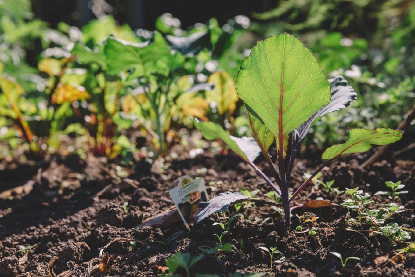Get up and garden at Kawakawa Bay OurAuckland