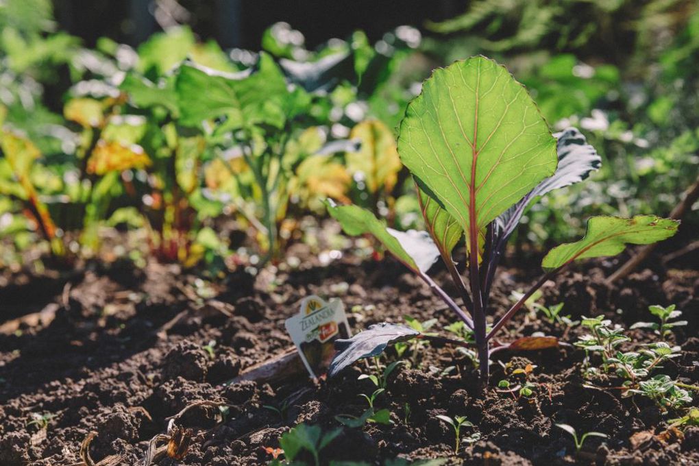 Gardens