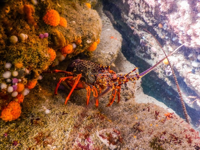 The Hauraki Gulf is hurting and needs our help