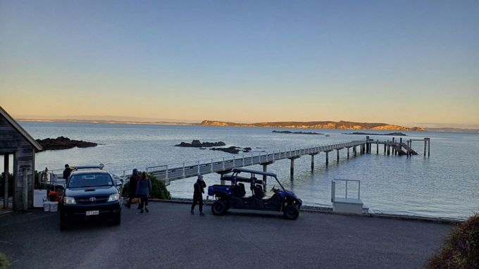 Tiritiri Matangi Hihi