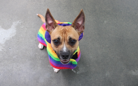 Pāeroa (ON HOLD) tile image