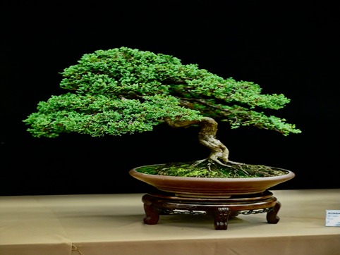 Dragon Bonsai Day 2026 - OurAuckland