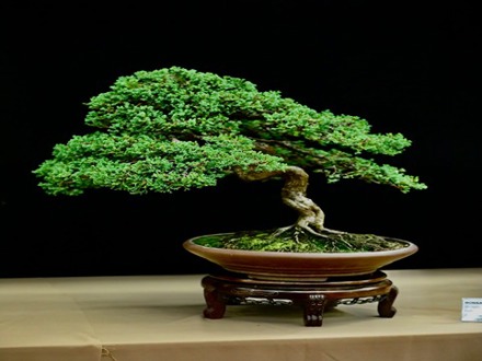 Response 5 Dragon Bonsai Day 2026
