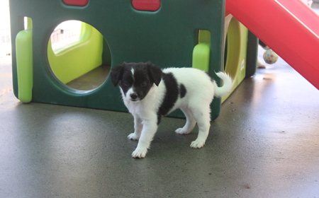 Eevee (ON HOLD) tile image