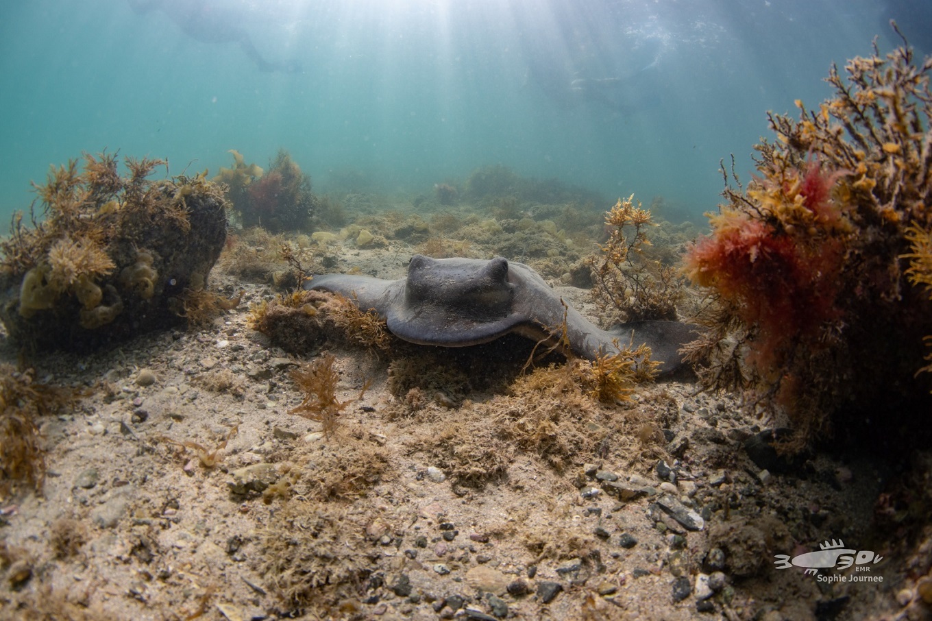 Just one of many marine friends you can meet at an EMR snorkel day.