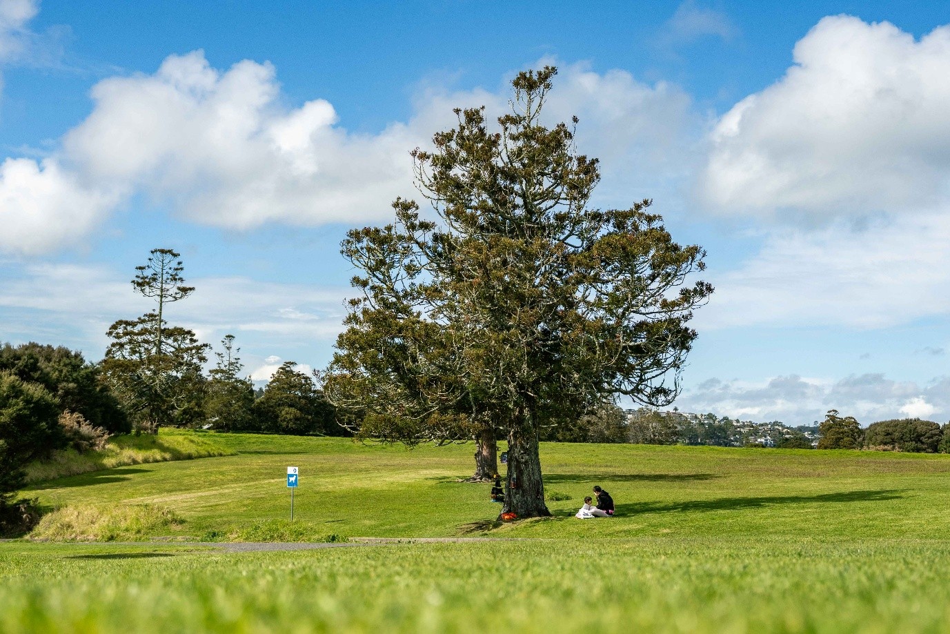 Two people under a tree in a open field. 