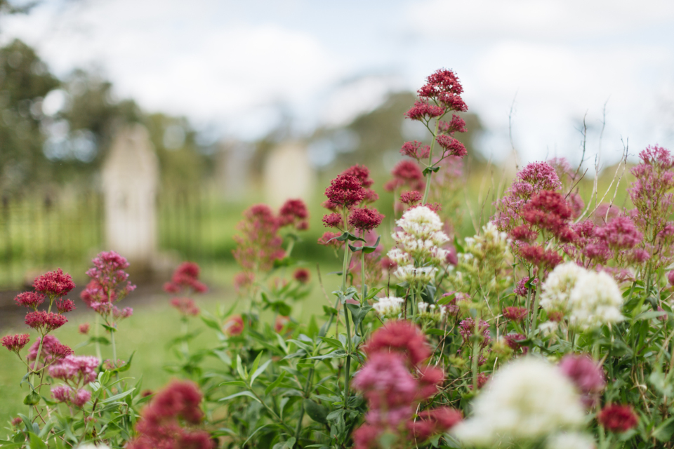 Wildflowers at Waikumete Cemetery.