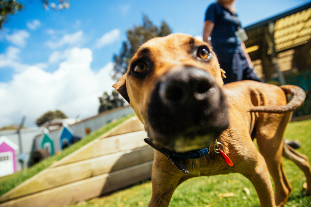 Dog registrations