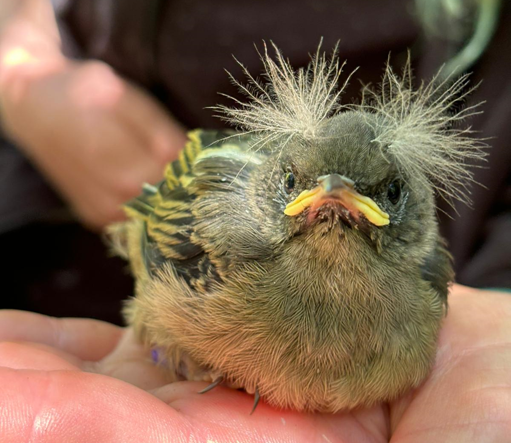 A hihi chick on Tiritiri Matangi Island. Photo/Hihi Conservation Charitable Trust (1)
