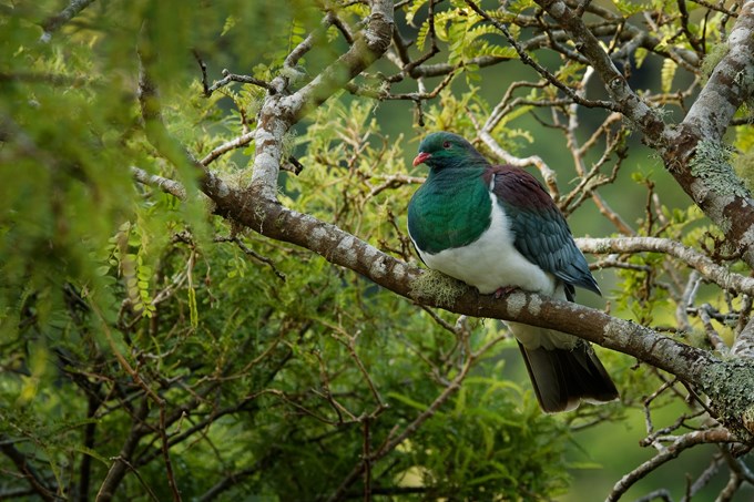 Backyard birdsong did you know? kereru