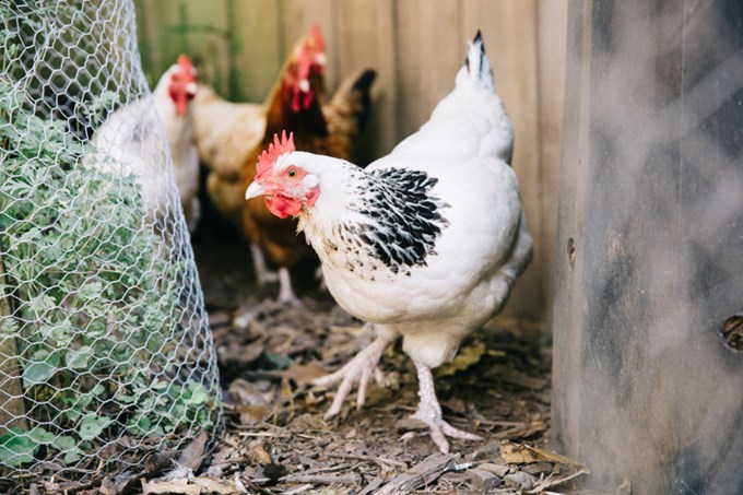 What you need to know about chickens in Auckland