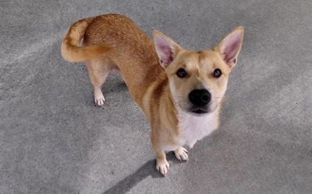 Gemini- ON HOLD tile image