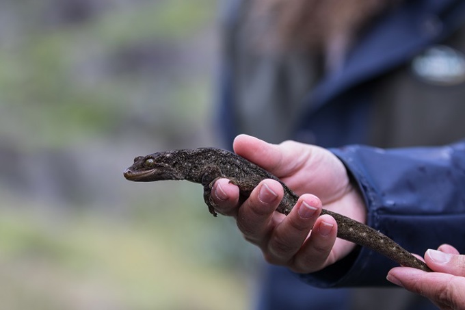 Geckos release onto mainland new zealand