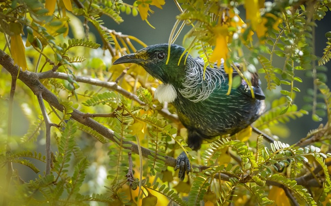 Making Waiheke a haven for native wildlife