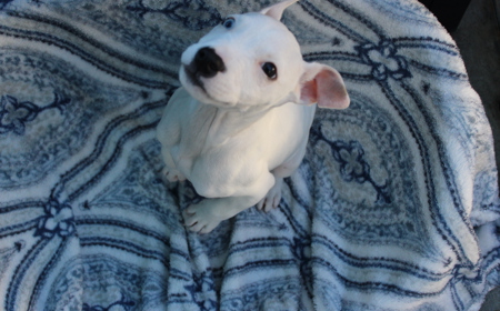 Lychee (ON HOLD) tile image