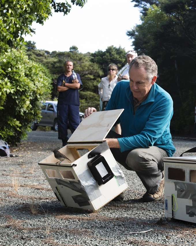 pest-free homecoming for tiny robins