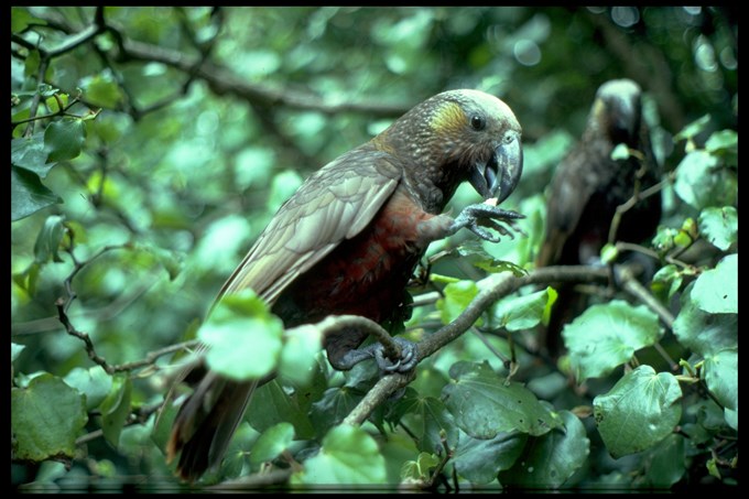 Kaka sightings on the rise in Auckland city