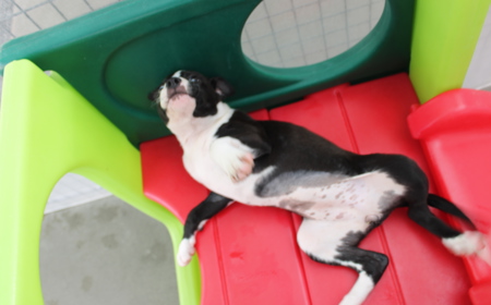 Charmander tile image