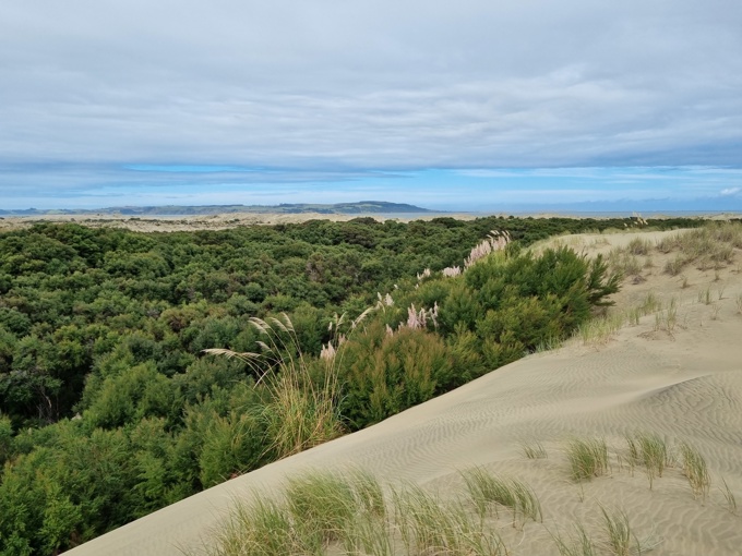 Reptile surveillance 1