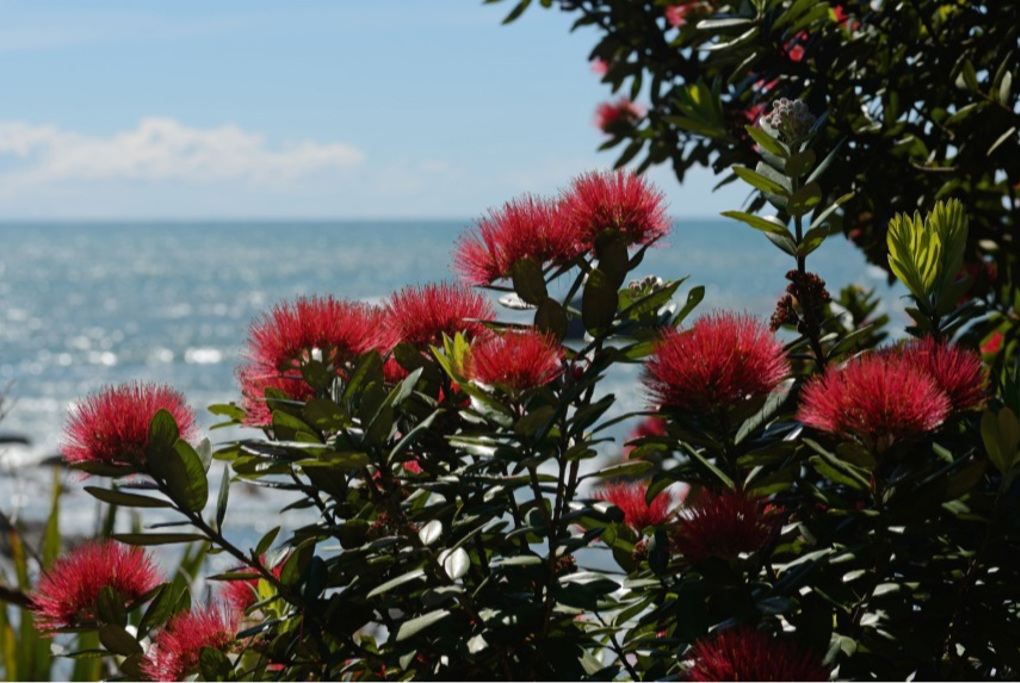 Better facilities for Hibiscus Coast parks