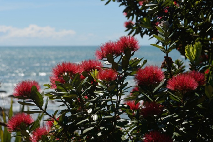 Better facilities for Hibiscus Coast parks