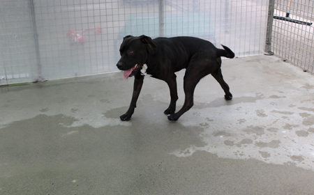 Mangatanoka tile image