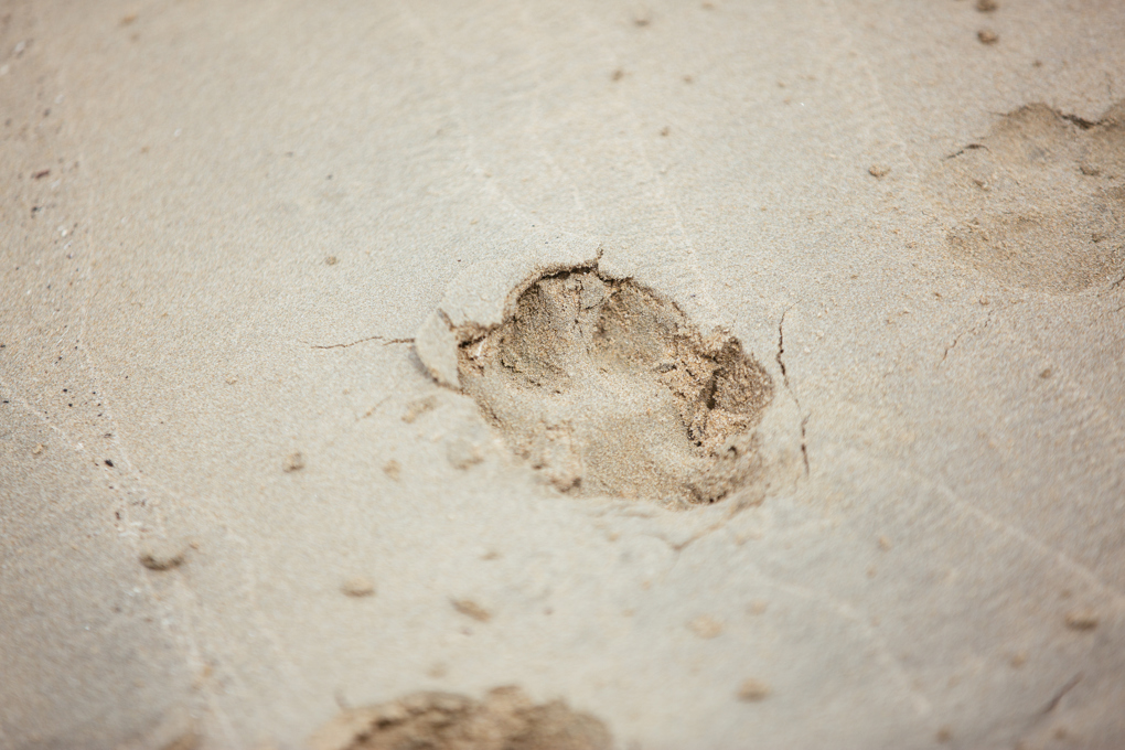 Paw print in sand