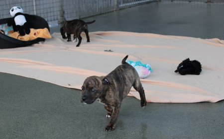 Secretariat tile image