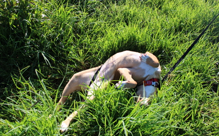 Maple (ON HOLD) tile image