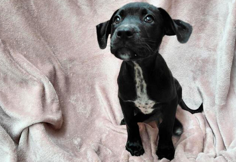 Dog Tile Image 770X530 4