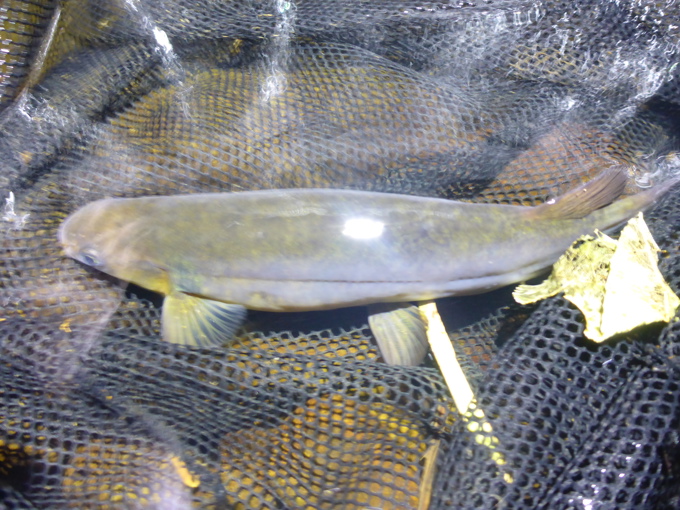 Shortjawed kokopu whitebait species